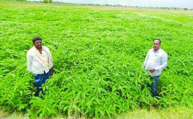 ಜಮೀನಿಗೆ ಕೃಷಿ ಅಧಿಕಾರಿ ಎಂ.ದೇವರಾಜ್ ಭೇಟಿ ನೀಡಿ ಪರಿಶೀಲನೆ